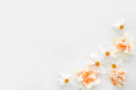 Beautiful narcissus flowers on white backgroundの写真素材