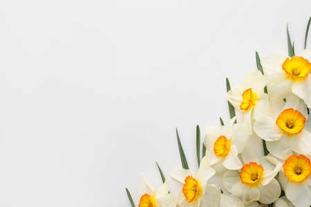 Beautiful narcissus flowers on white backgroundの写真素材
