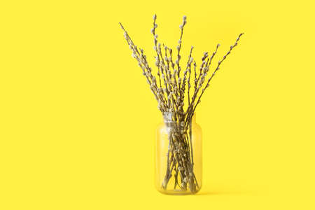 Vase with willow branches on color backgroundの写真素材