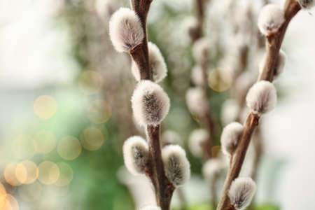 Beautiful willow branches outdoors, closeupの写真素材