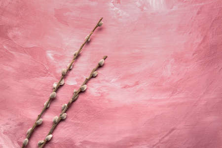 Willow branches on color backgroundの写真素材