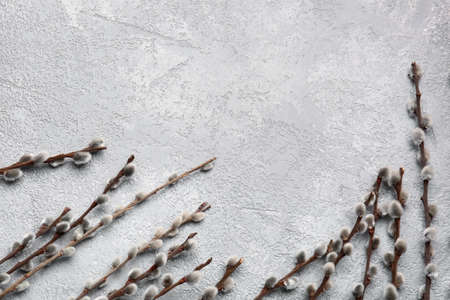 willow branches on light backgroundの写真素材