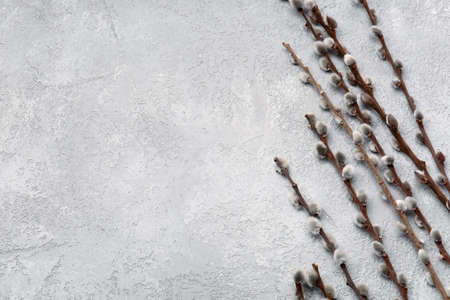 willow branches on light backgroundの写真素材