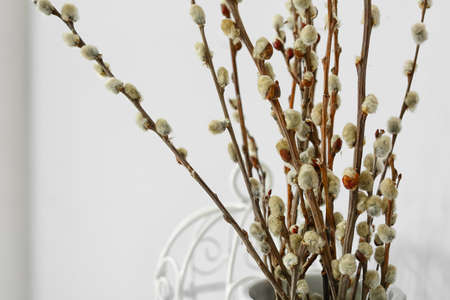 Willow branches on light background, close up