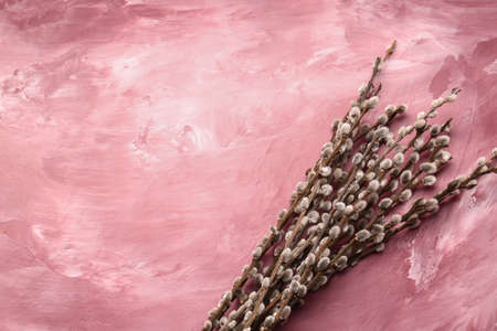 Willow branches on color backgroundの写真素材