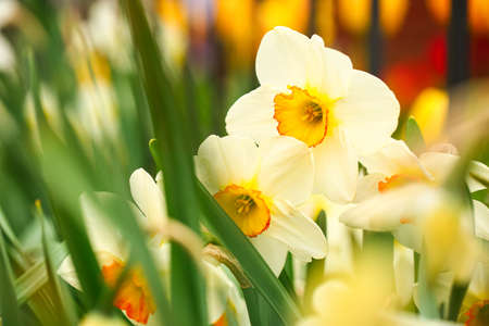 Beautiful narcissus flowers in garden, closeupの写真素材