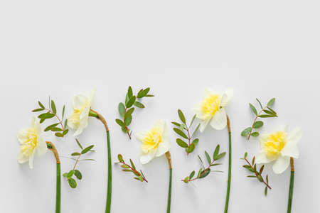 Beautiful composition with daffodils on white backgroundの写真素材