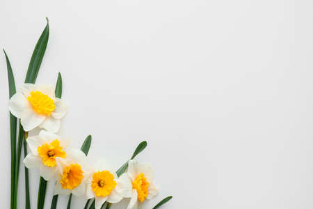 Beautiful daffodils on white backgroundの写真素材