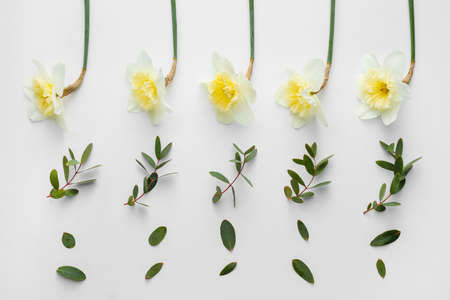 Beautiful composition with daffodils on white backgroundの写真素材