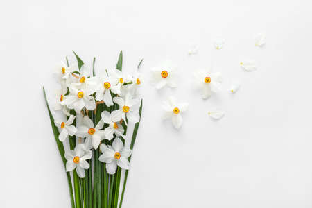 Beautiful composition with daffodils on white background