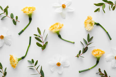 Beautiful composition with daffodils on white backgroundの写真素材