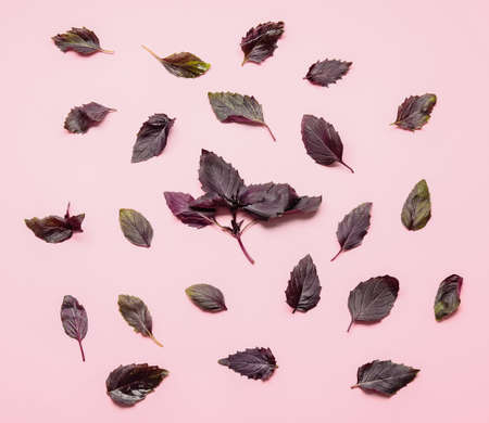 Composition with fresh basil on color backgroundの写真素材