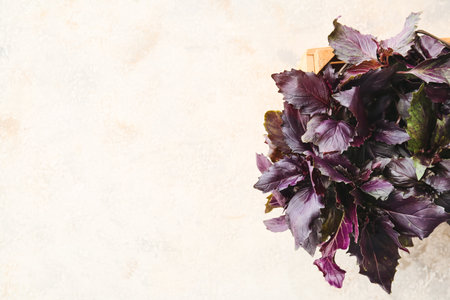 fresh basil on light backgroundの写真素材