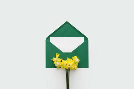 Beautiful daffodils and envelope with blank card on white background