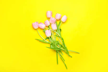 Beautiful tulip flowers on color backgroundの写真素材