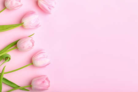 Beautiful tulip flowers on color background