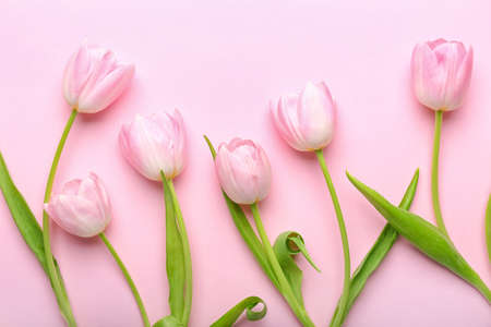 Beautiful tulip flowers on color background