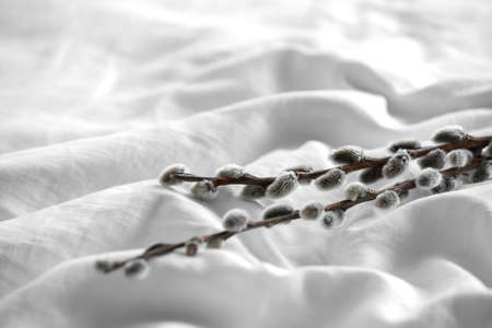Willow branches on light fabric backgroundの写真素材