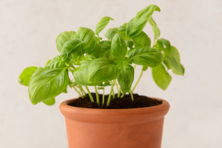 Fresh basil in pot on light background, closeupの写真素材