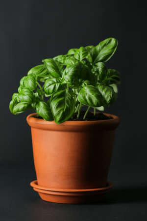 Fresh basil in pot on dark backgroundの写真素材