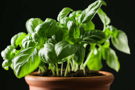 Fresh basil in pot on dark background, closeup