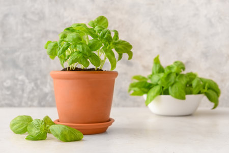 Fresh basil in pot on light backgroundの写真素材
