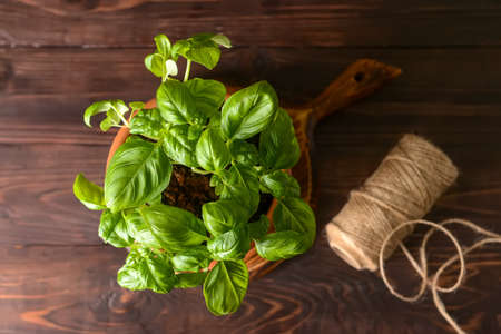 Fresh basil in pot and rope on wooden backgroundの写真素材