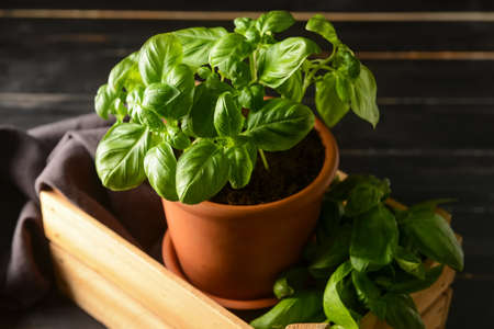 Fresh basil in pot on dark wooden backgroundの写真素材
