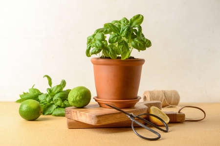 Fresh basil in pot, limes and scissors on tableの写真素材