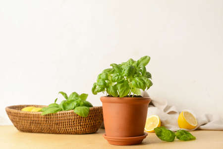 Fresh basil in pot on tableの写真素材