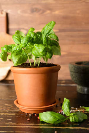 Fresh basil in pot on wooden backgroundの写真素材