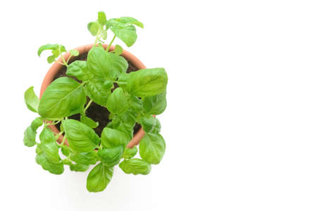 Fresh basil in pot on light backgroundの写真素材