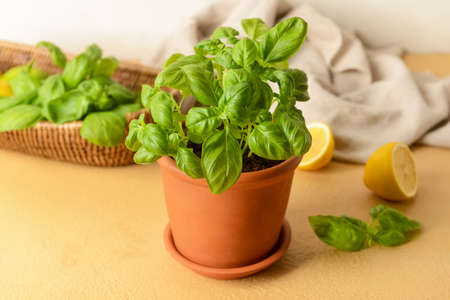 Fresh basil in pot on tableの写真素材