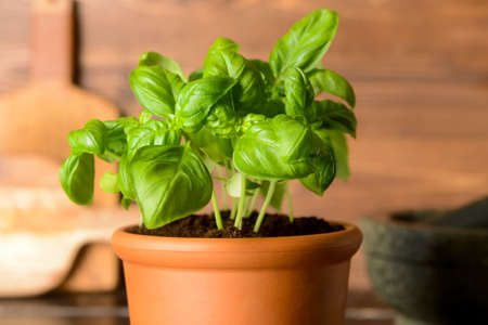 Fresh basil in pot on table, closeupの写真素材