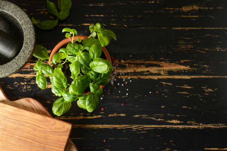 Fresh basil in pot on dark wooden backgroundの写真素材