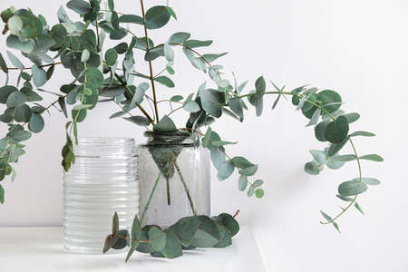 Vases with green eucalyptus branches on shelf near white wallの写真素材