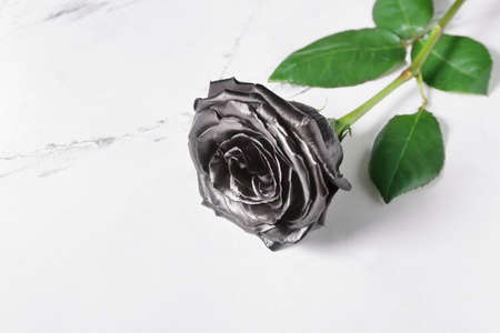 fresh black rose on white backgroundの写真素材