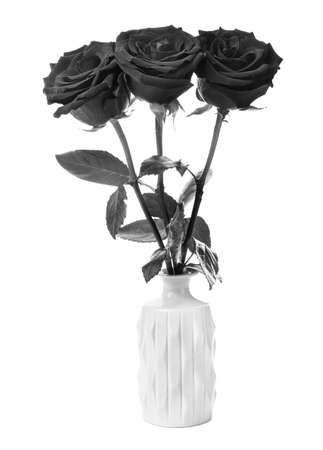 Fresh black roses in vase on white backgroundの写真素材