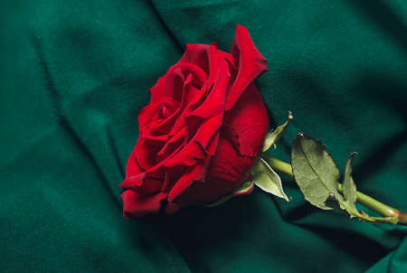Fresh red rose on green fabricの写真素材
