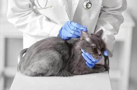 Female veterinarian examining cute gray cat in clinic, closeupの写真素材