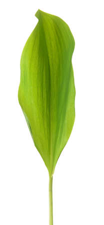 fresh leaf on white backgroundの写真素材