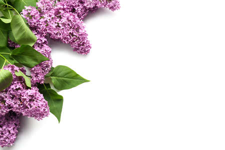 Beautiful lilac flowers on white backgroundの写真素材