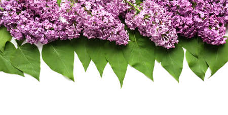 Beautiful lilac flowers on white backgroundの写真素材