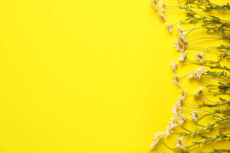 Beautiful chamomile flowers on color backgroundの写真素材