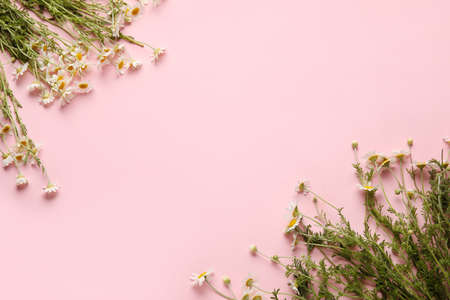 Beautiful chamomile flowers on color backgroundの写真素材