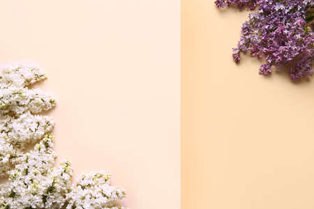 Beautiful lilac flowers on color background