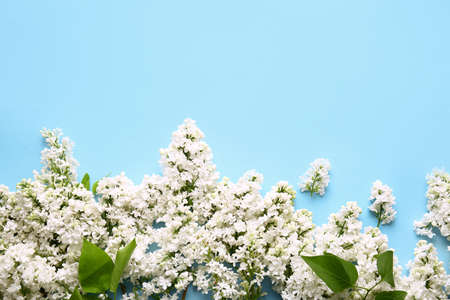 Beautiful lilac flowers on color background