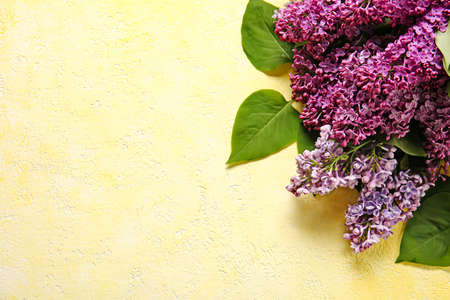 Beautiful lilac flowers on color backgroundの写真素材