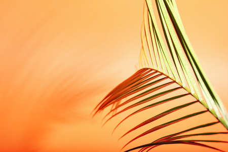 Fresh tropical palm leaf on color background, closeup