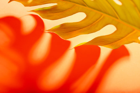Fresh tropical palm leaf on color background, closeupの写真素材